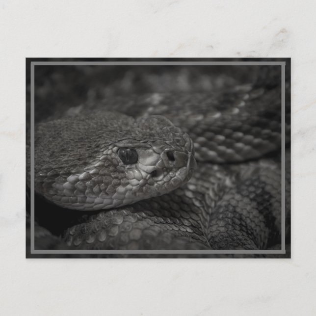 eye of the snake postcard (Front)