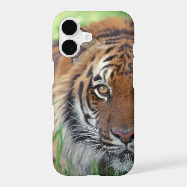 Eye of the Tiger (Back)