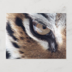 Eye of the Tiger Postcard