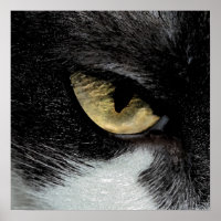 Eye of the Tiger