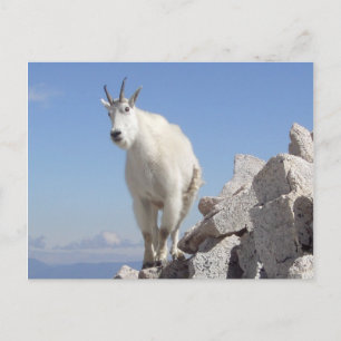 Eye on You Postcard