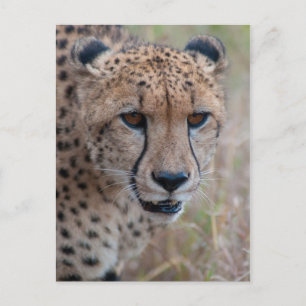 Eye to Eye - Cheetah Postcard