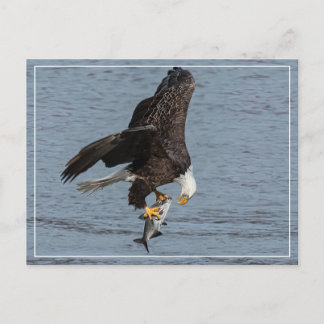 Eye To Eye Postcard