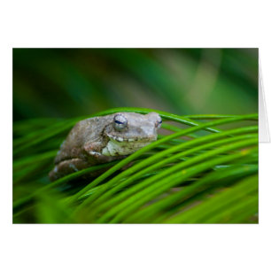 Eye to Eye - Tree Frog Card