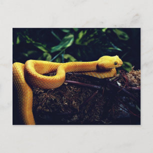 Eyelash viper, Mexico and California Postcard