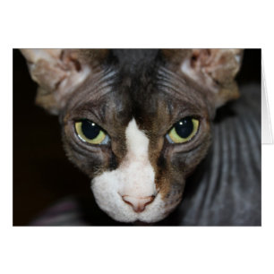 Eyes looking at you!