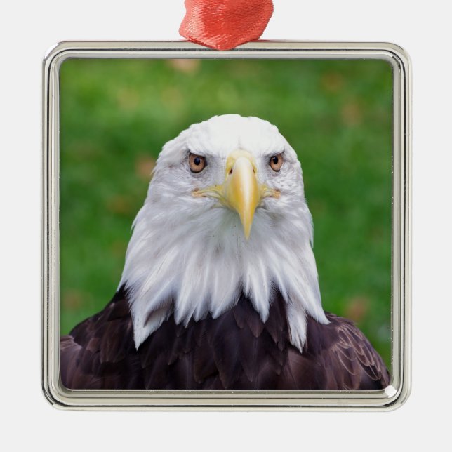 Eyes of a Bald Eagle Metal Tree Decoration (Front)
