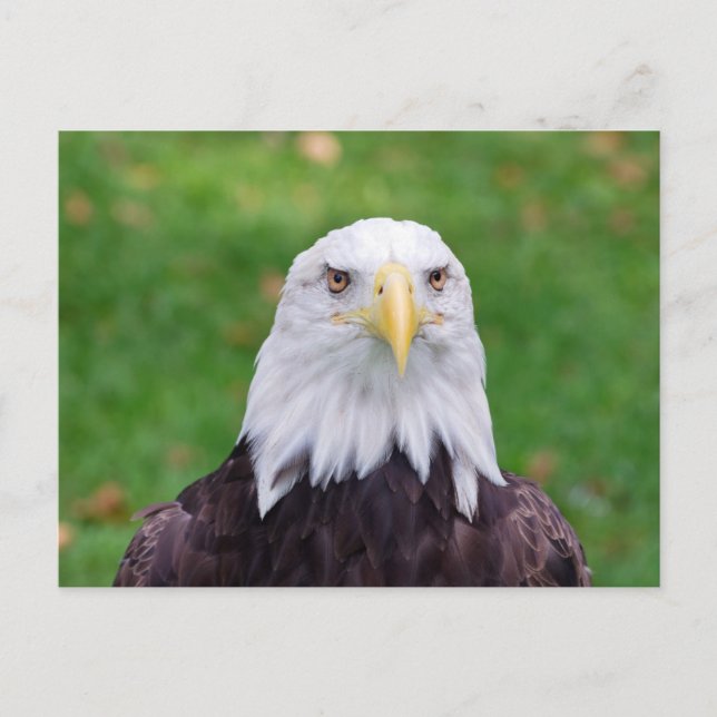 Eyes of a Bald Eagle Postcard (Front)