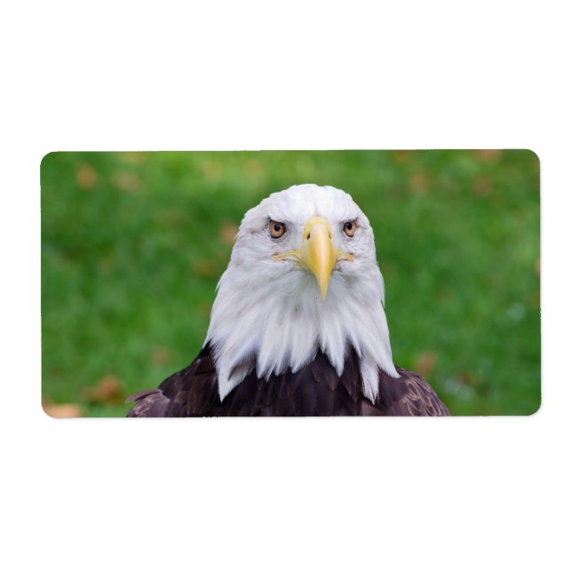 Eyes of an Eagle (Front)