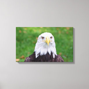 Eyes of an Eagle Canvas Print