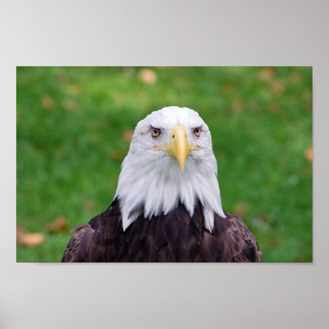Eyes of an Eagle Poster (Front)