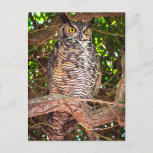 Eyes of the Night: Great Horned Owl Postcard