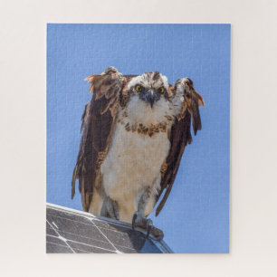 Eyes of the Osprey Jigsaw Puzzle