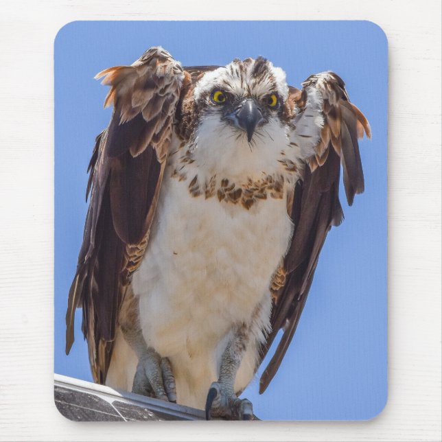 Eyes of the Osprey Mouse Pad (Front)