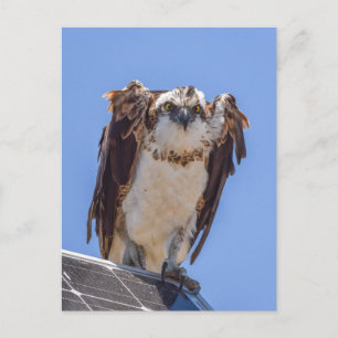 Eyes of the Osprey Postcard