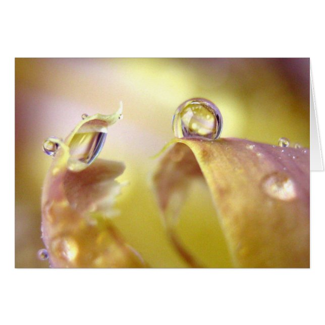 Eyes On Iris Card (Front Horizontal)