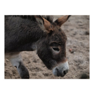 Ezel Donkey Poster
