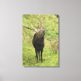 Ezo Deer Canvas Print