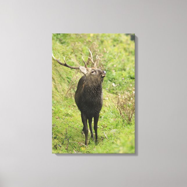 Ezo Deer Canvas Print (Front)