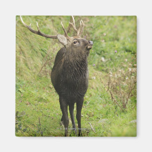 Ezo Deer Magnet