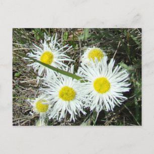 F10 White Wildflowers Tufted Fleabane Postcard