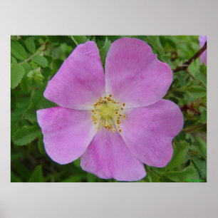 F11 Prairie Wild Rose "Rosa arkansana" Poster