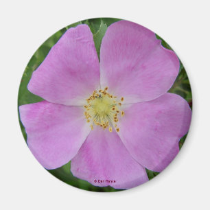 F11 Wild Rose "Rosa arkansana" Magnet