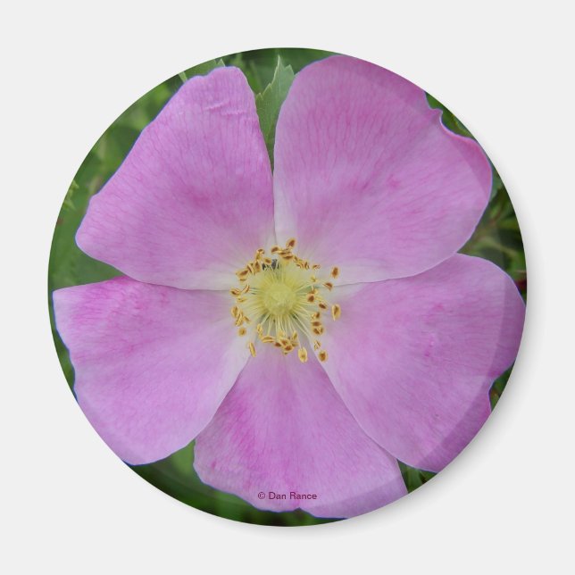 F11 Wild Rose "Rosa arkansana" Magnet (Front)