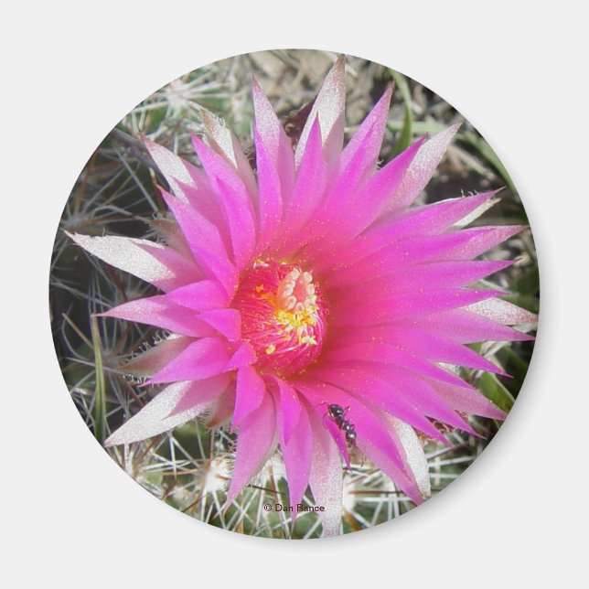 F12 Ball Cactus Flower "Escobaria vivipara" Magnet (Front)