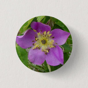 F13 Alberta Wild Rose Prickly Rose 3 Cm Round Badge