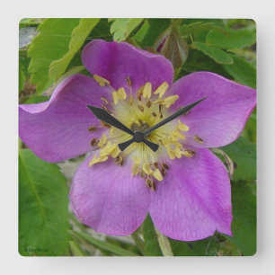 F13 Alberta Wild Rose Prickly Rose Square Wall Clock