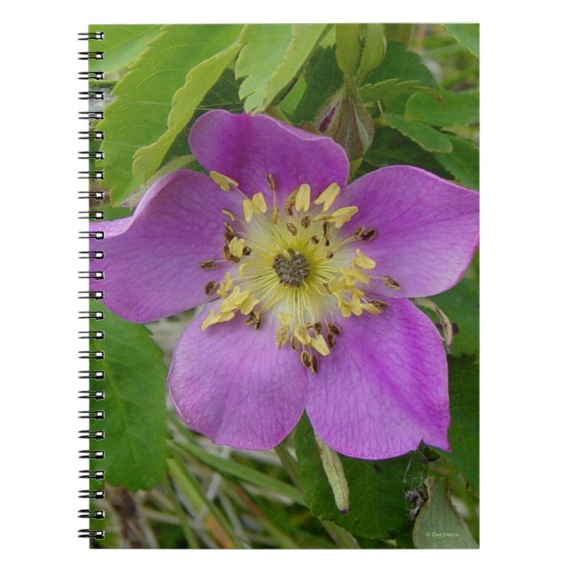 F13 Wild Rose Alberta Wild Rose Notebook (Front)