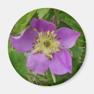 F13 Wild Rose Alberta Wild Rose Prickly Rose Magnet