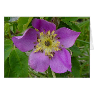 F13 Wild Rose Prickly Rose