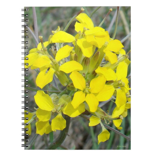 F14 Yellow Wildflowers Notebook (Front)