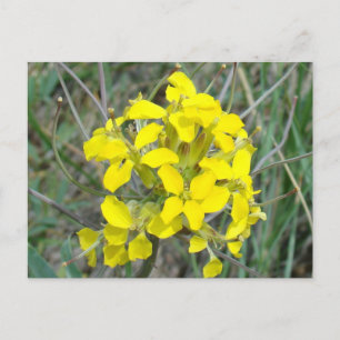 F14 Yellow Wildflowers Postcard