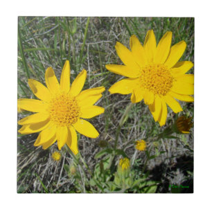 F15 Yellow Wildflowers Sneezeweed Tile