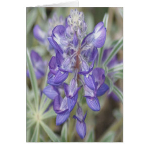 F18 Purple Wildflowers Annual Lupine