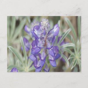 F18 Purple Wildflowers Annual Lupine Postcard