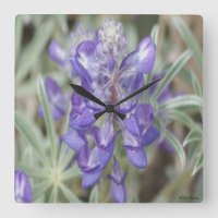 F18 Purple Wildflowers Annual Lupine