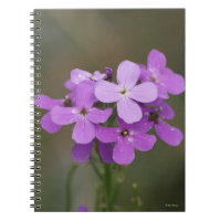F19 Purple Wildflowers Dames Rocket