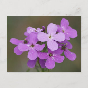 F19 Purple Wildflowers Dame's Rocket Postcard