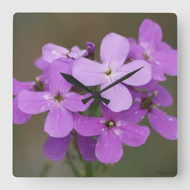 F19 Purple Wildflowers Dames Rocket Square Wall Clock (Front)