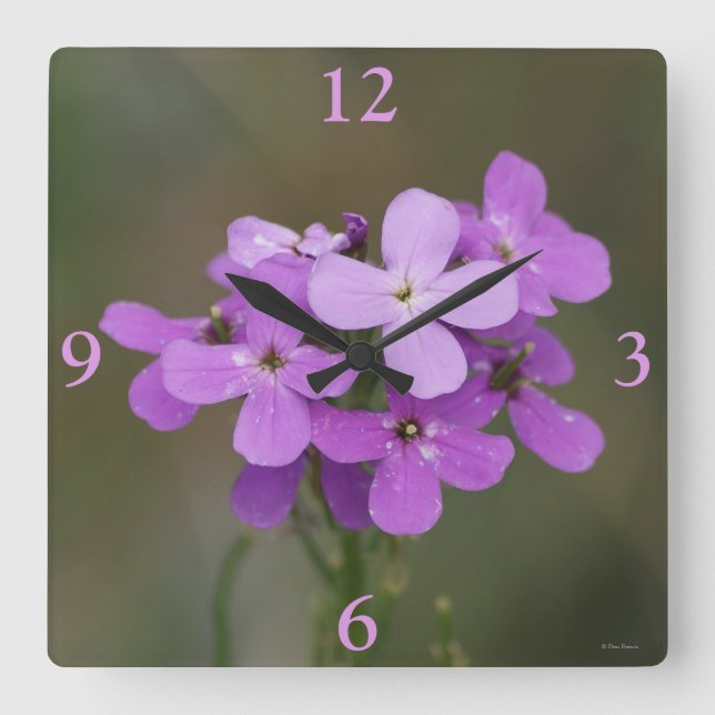 F19 Purple Wildflowers Dames Rocket Square Wall Clock (Front)
