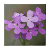 F19 Purple Wildflowers Dames Rocket