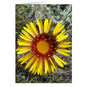 F1 Yellow Wildflower Gaillardia