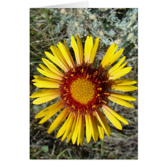 F1 Yellow Wildflower Gaillardia (Front)