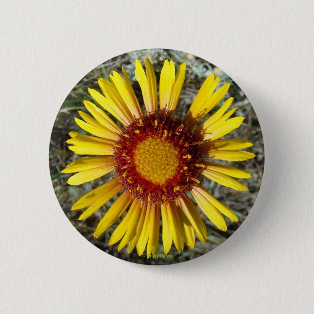 F1 Yellow Wildflower Gaillardia 6 Cm Round Badge (Front)