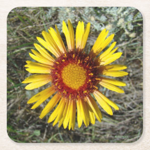 F1 Yellow Wildflower (Gaillardia aristata) Square Paper Coaster