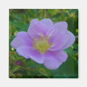 F37 Wild Rose Magnet